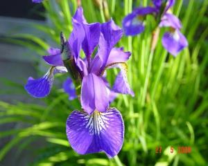 Rastišče sibirske perunike